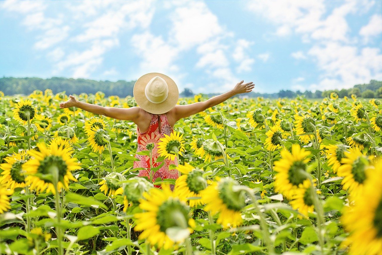 sunflowers, field, woman-3640938.jpg